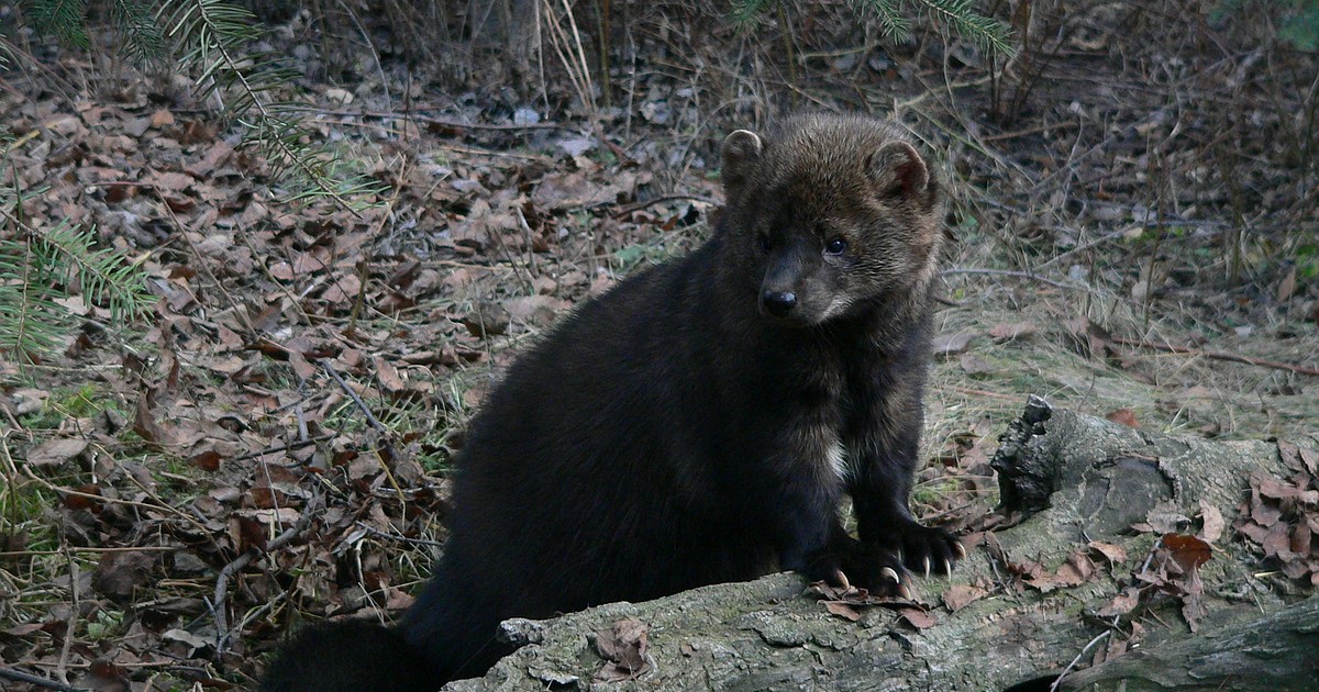 It’s all in the genes: Biologists search for clues in the DNA of one of Montana’s most elusive creatures