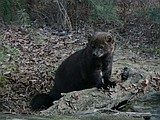 It’s all in the genes: Biologists search for clues in the DNA of one of Montana’s most elusive creatures