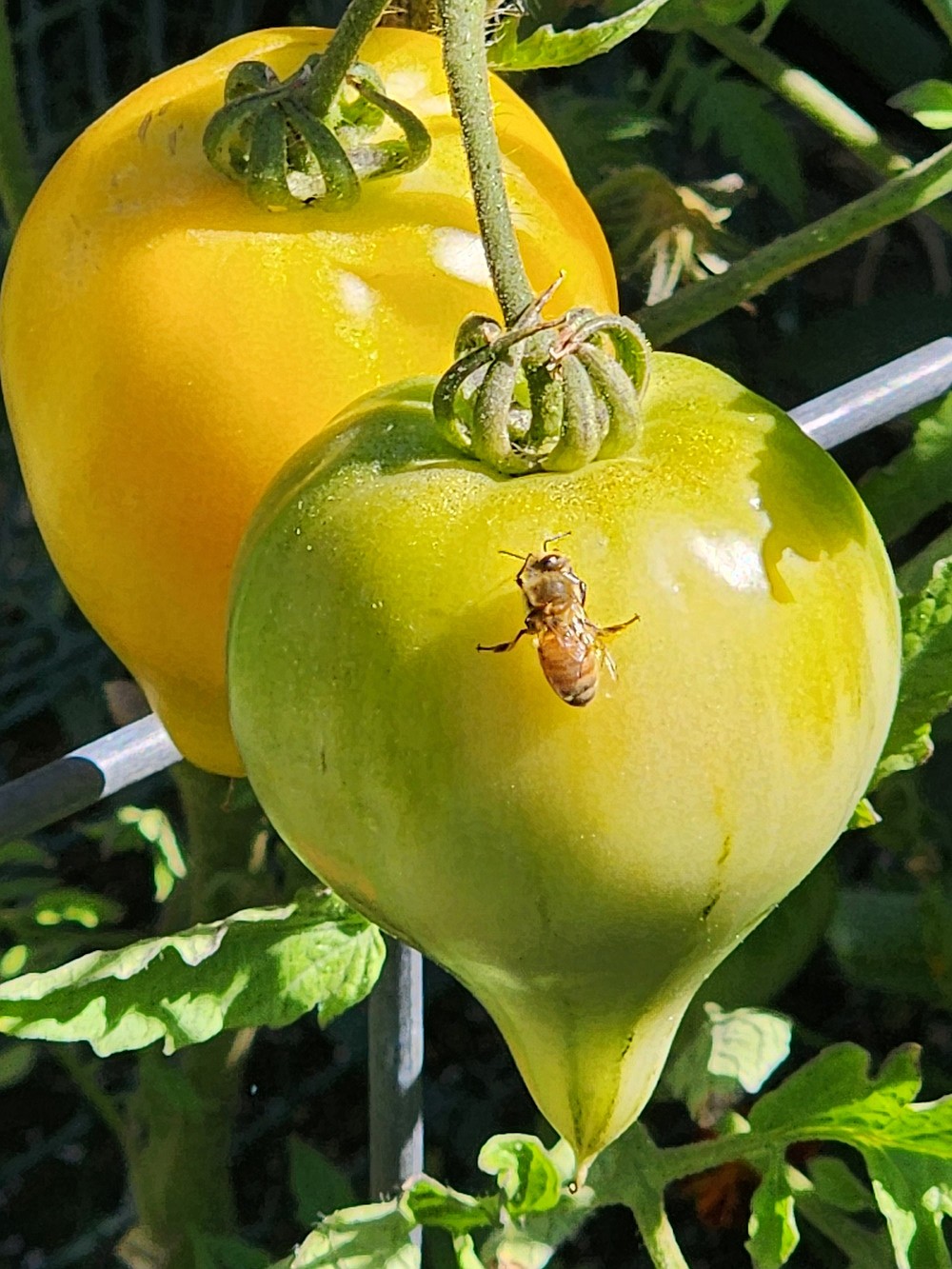 To reduce the risk of cross-pollination from insects, only grow one variety of plant for seed saving.