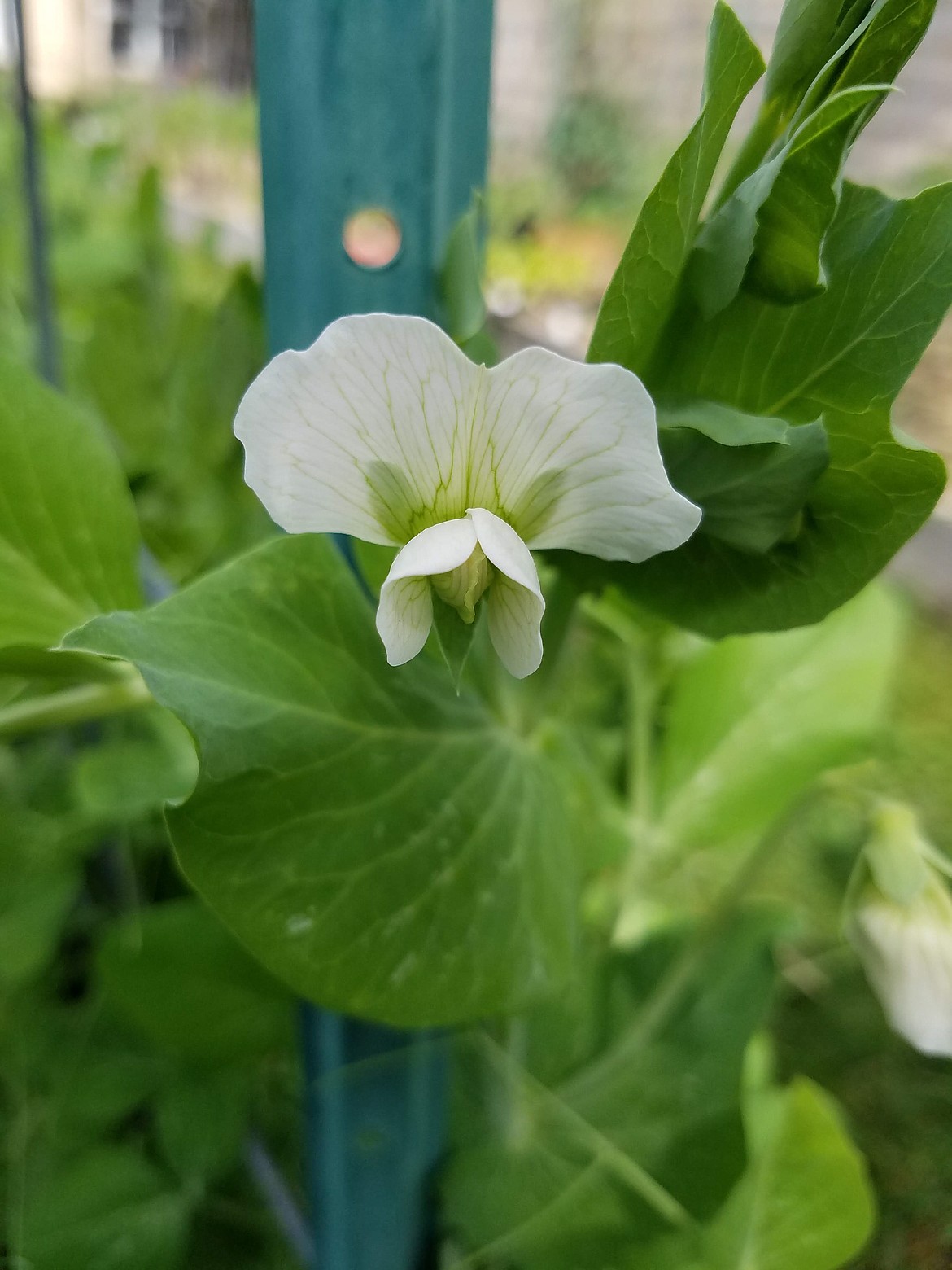 Pollination often happens in many self-pollinating plants before the blossom opens. Peas, which are self-pollinating, also have tightly closed flowers.