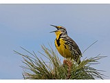 LOCAL FACTS: The Western Meadowlark