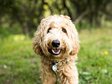 PET TALK Why pet dental care is so important