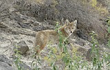 Be vigilant during coyote mating and denning seasons