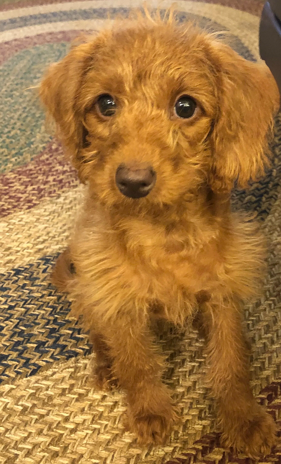 The cutest little “Happy Orange.” Even as a puppy, Arty was destined to bring joy!
