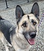 Coeur d’Alene photographer unleashes fundraiser for animal shelter