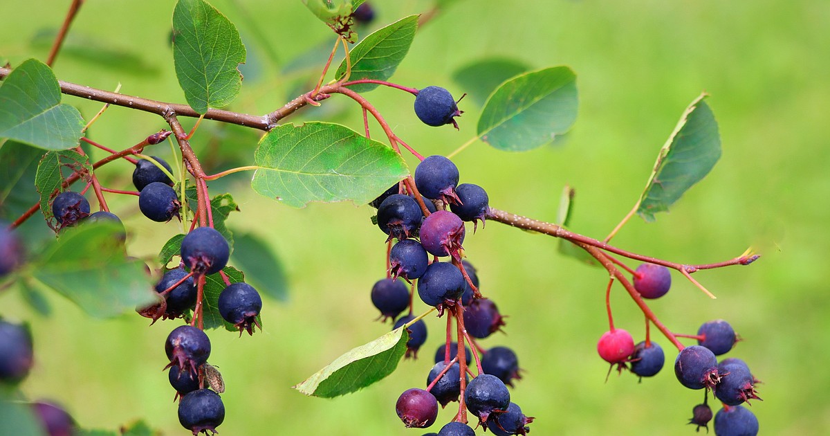 Berry plants add to gardens, aid wildlife