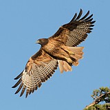 LOCAL LEARNING: An eye on the red-tailed hawk