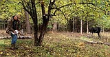 A focus 'lost' rare and heritage apples