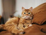 How to navigate feline chronic gingivostomatitis