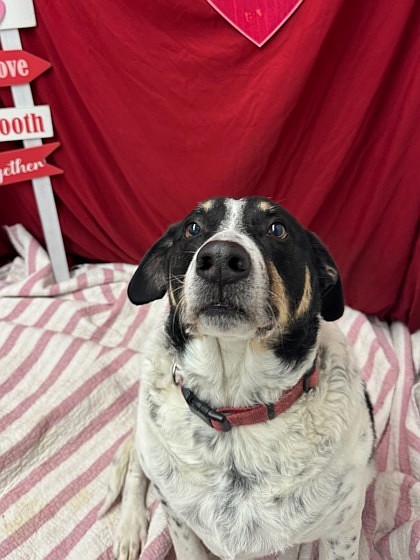 Hammy, eight years old, was originally adopted from Grant County Animal Outreach in 2018 but was surrendered to the shelter after his owner passed away. He is a grumpy old man who is unpleased with the diet he is on, according to staff.