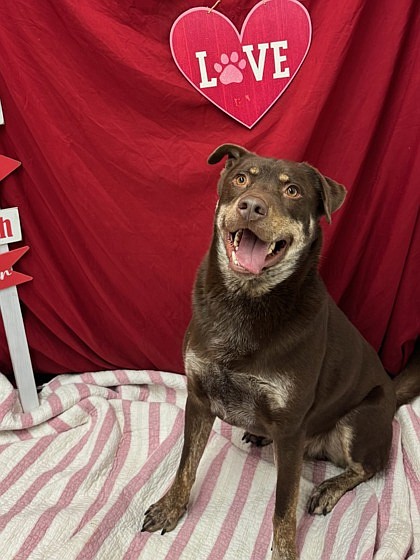 Prince, 8 years old, fits his name well, avoiding dirt when possible and asking for “royal treatment. GCAO staff said.