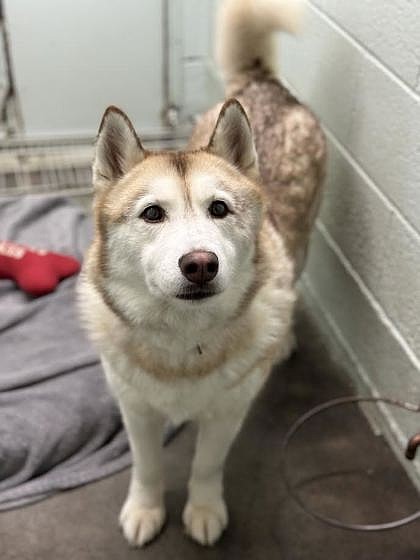 Mazie, 7 years old, came to the shelter with her daughter Strelka. She is visually impaired due to cataracts but still has a spunk to her.