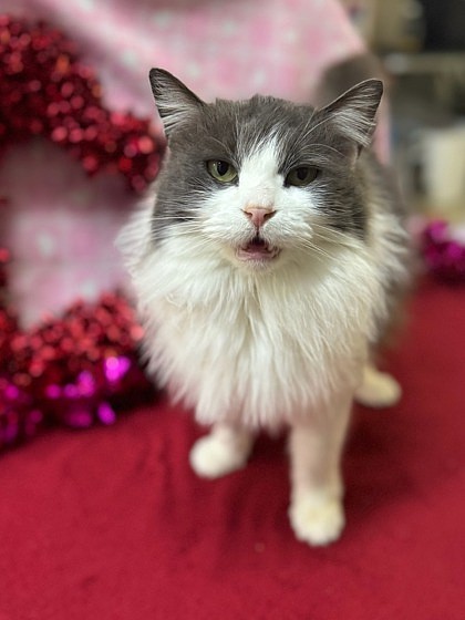 Lylah, 10 years old, is laid back and affectionate. She is an older girl who likes slow and easy days.