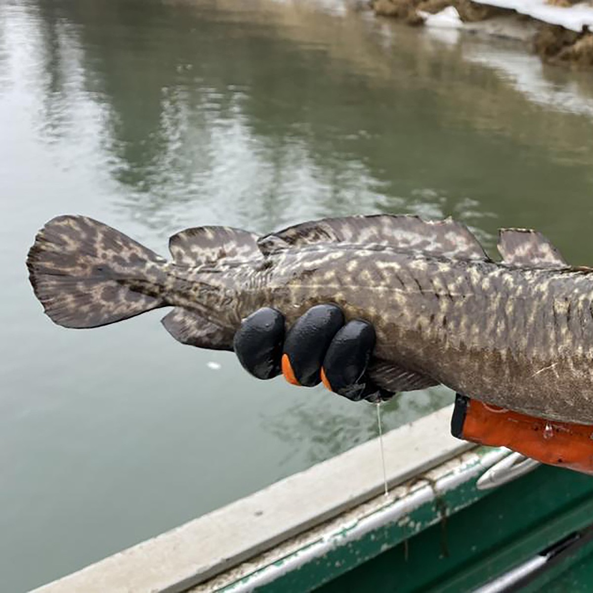 Burbot fishing is the perfect cure for cabin fever | Bonner County ...