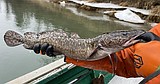 Burbot fishing is the perfect cure for cabin fever