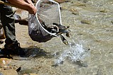 IDFG stocks Fernan, Cocolalla lakes with trout