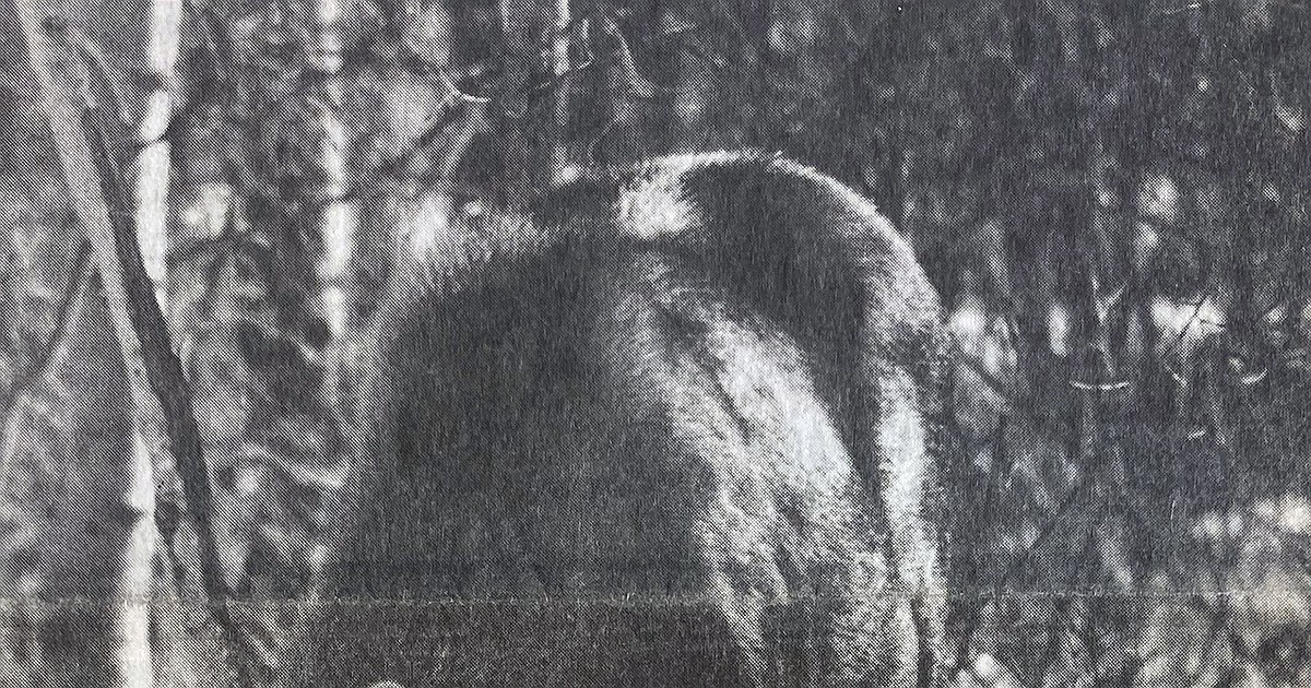 Looking Back: Influenza epidemic sweeps through Whitefish schools