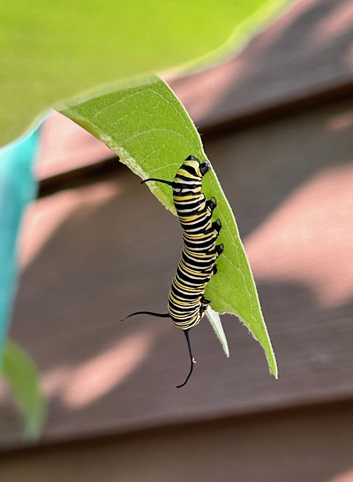 Eight monarch caterpillars were found on native showy milkweed in a Kalispell resident’s garden on July 28, 2025. (Photo by Kathy Ross)
