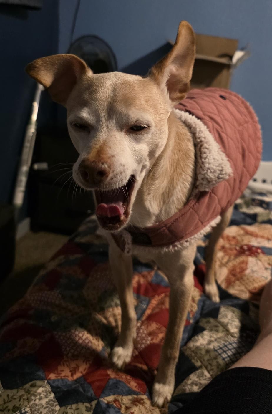 A jacket is never a bad idea when the weather will be 50 degrees or lower. Temps will be just barely above 50 a few days this week. Might be a good idea to stop for a nap here and there.