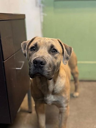 Meet Goober: The goofball your heart has been waiting fur