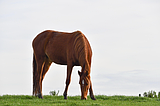 Why dental care matters for horses