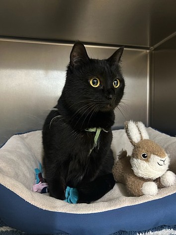 Adopt a house panther