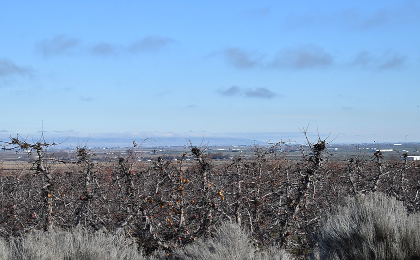A late winter photo from an apple orchard in Frenchman Hills. While the winter of 2025/26 saw abnormal winter weather conditions for La Nina in the PNW, the winter of 2026/27 will be in El Nino which means lower precipitation overall, but eastern Washington will experience normal levels.