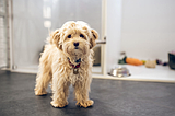 Preventing accidental drug intoxication in pets