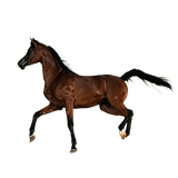 Early rodeo rankings, 2026