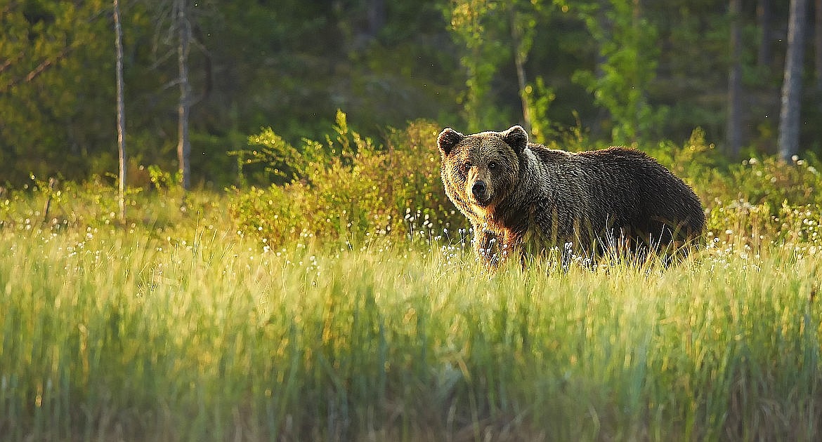 Conference brings wildlife, forestry experts to Moscow