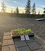 Before the bloom: Life lessons from the garden
