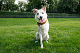 PET TALK Caring for a special needs dog