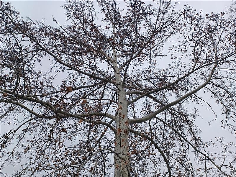 A tree waits for warmer weather in Moses Lake’s Civic Park. This tree and its neighbors may see a sprinkle of snow and rain this week before it gets to turn green later this spring.
