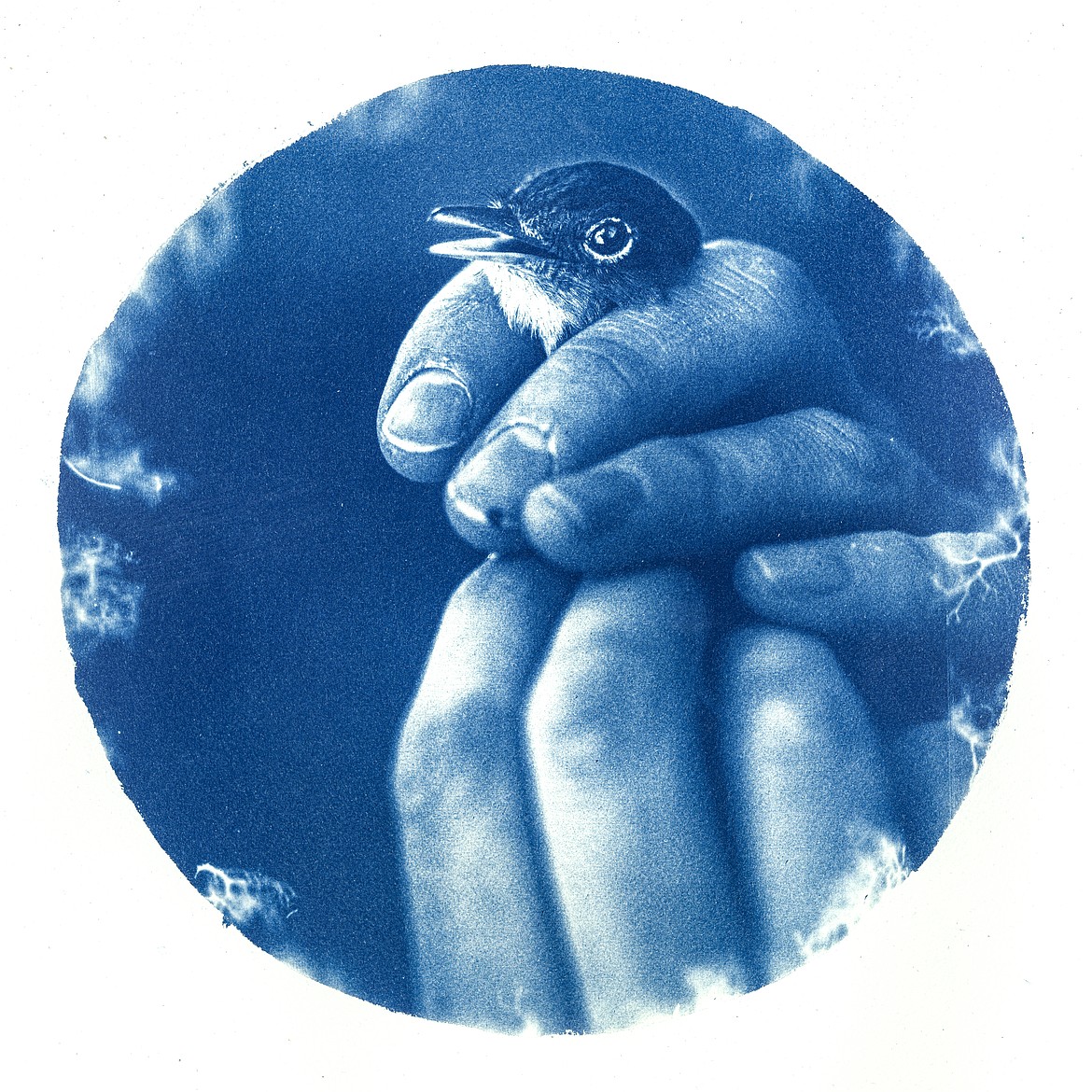 A cyanotype shows a scientist holding a bird at a bird banding station. (Courtesy of Daniel Lombardi)