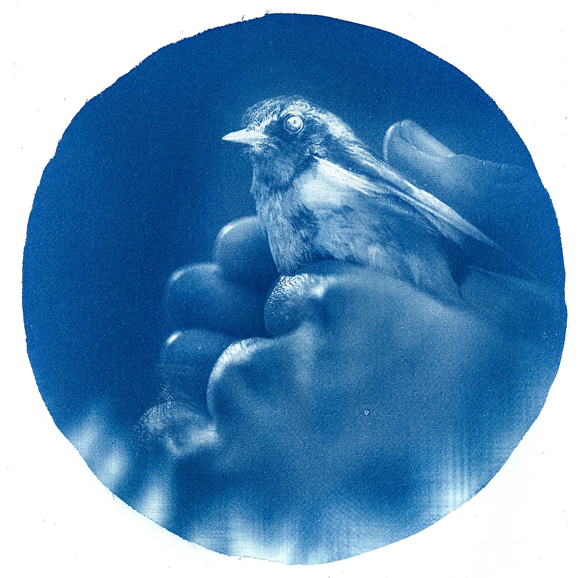 A cyanotype shows a scientist holding a bird at a bird banding station. (Courtesy of Daniel Lombardi)