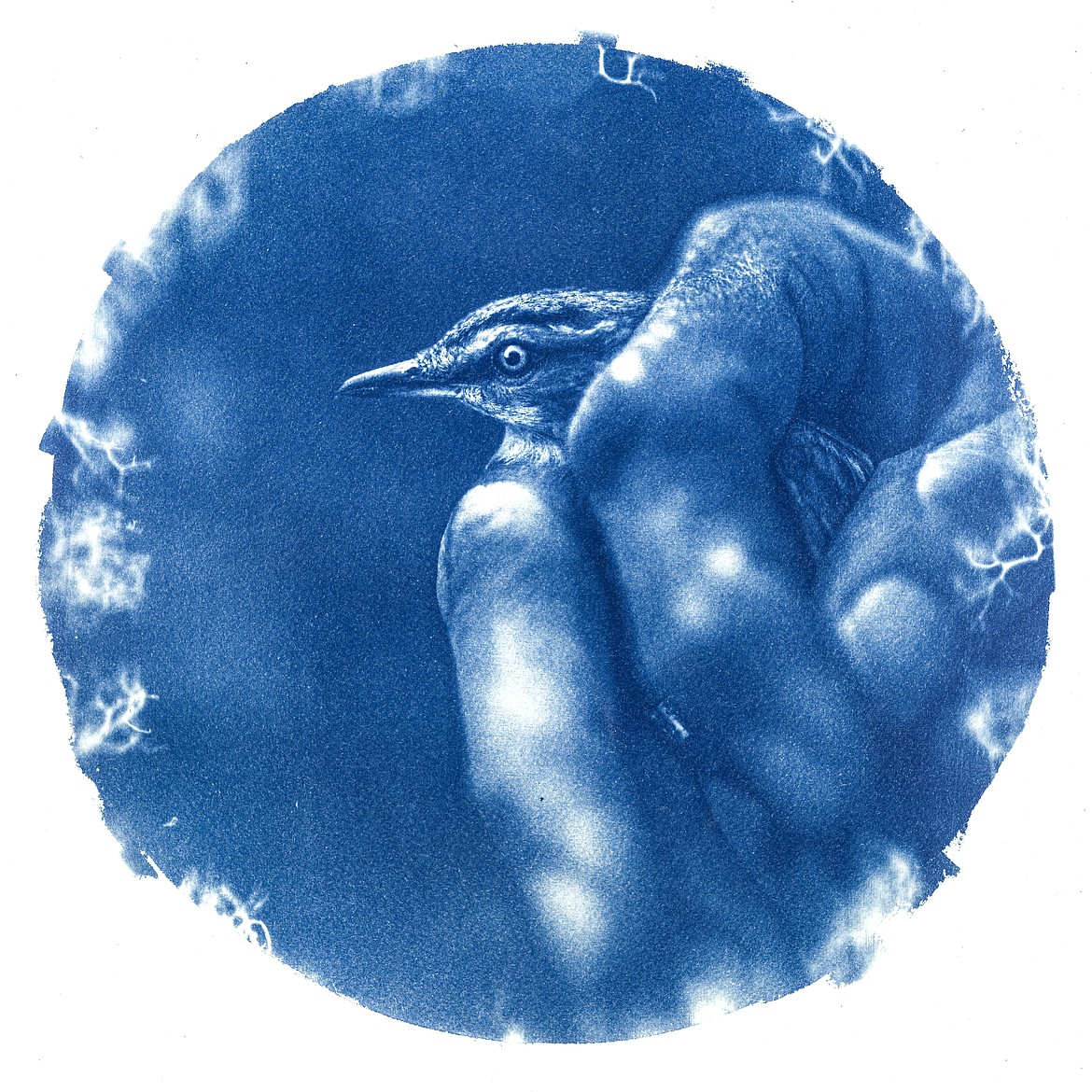 A cyanotype shows a scientist holding a bird at a bird banding station. (Courtesy of Daniel Lombardi)