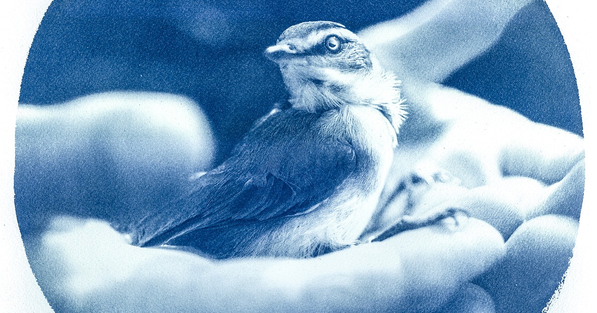 Recalling birds: Art exhibit manifests reverence for feathered creatures