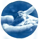 Recalling birds: Art exhibit manifests reverence for feathered creatures