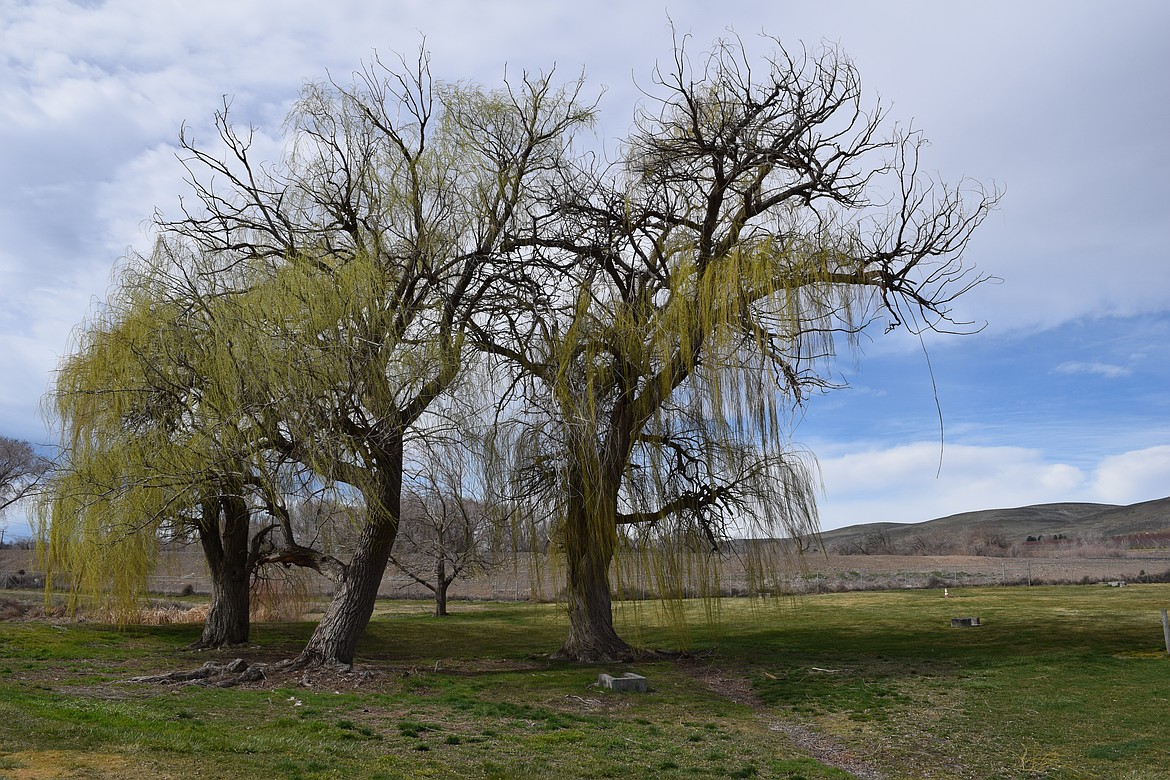 Sun shines down on willow trees in Ephrata's Oasis Park Tuesday morning. The fronds on these trees may be blowing in the wind a bit Wednesday and Thursday, but that should calm down Friday through Tuesday.