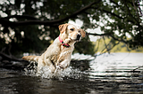 PET TALK Understanding Heterobilharzia americana in dogs