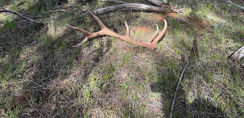 An antler shed by a deer lies in the grass. Deer and elk, and their antlers, are colored to make them hard to see, which makes it hard to find them.