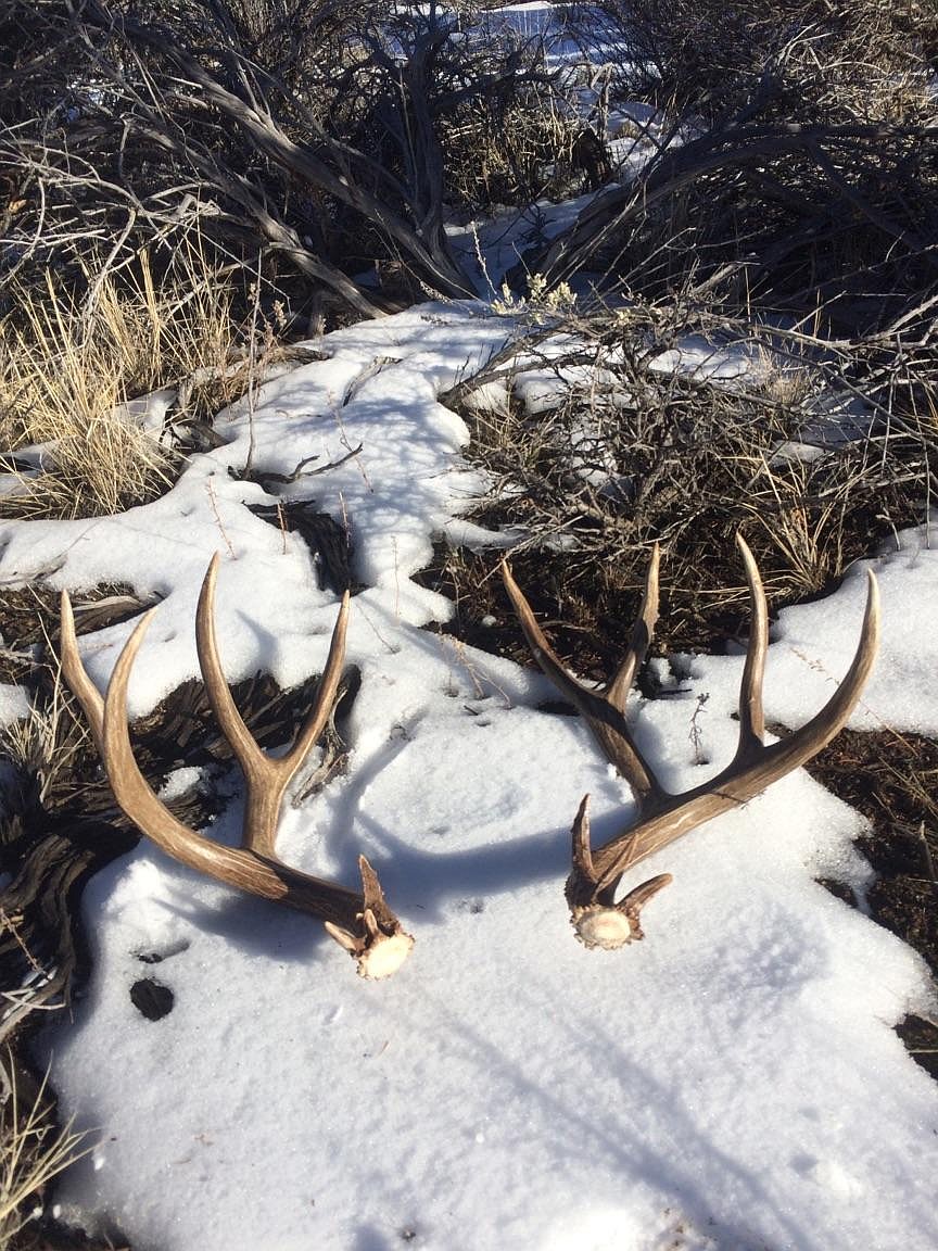 Shed hunter Thomas Hargett said it’s one of the first pastimes people can do in the woods in the spring.