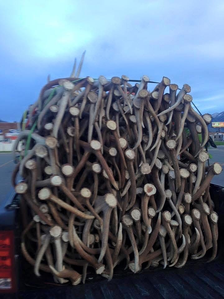 Some shed hunters collect and keep their finds, while others sell them.