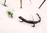 Opinion: Salamander in the snow illustrates marvels of natural world