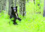Bears awake from winter slumber ready to eat