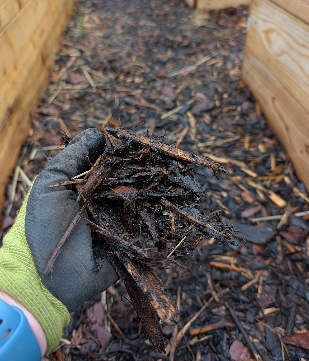 There are many ways to control weeds in the landscape without chemicals, including mulching around trees, shrubs, beds, and even pathways.