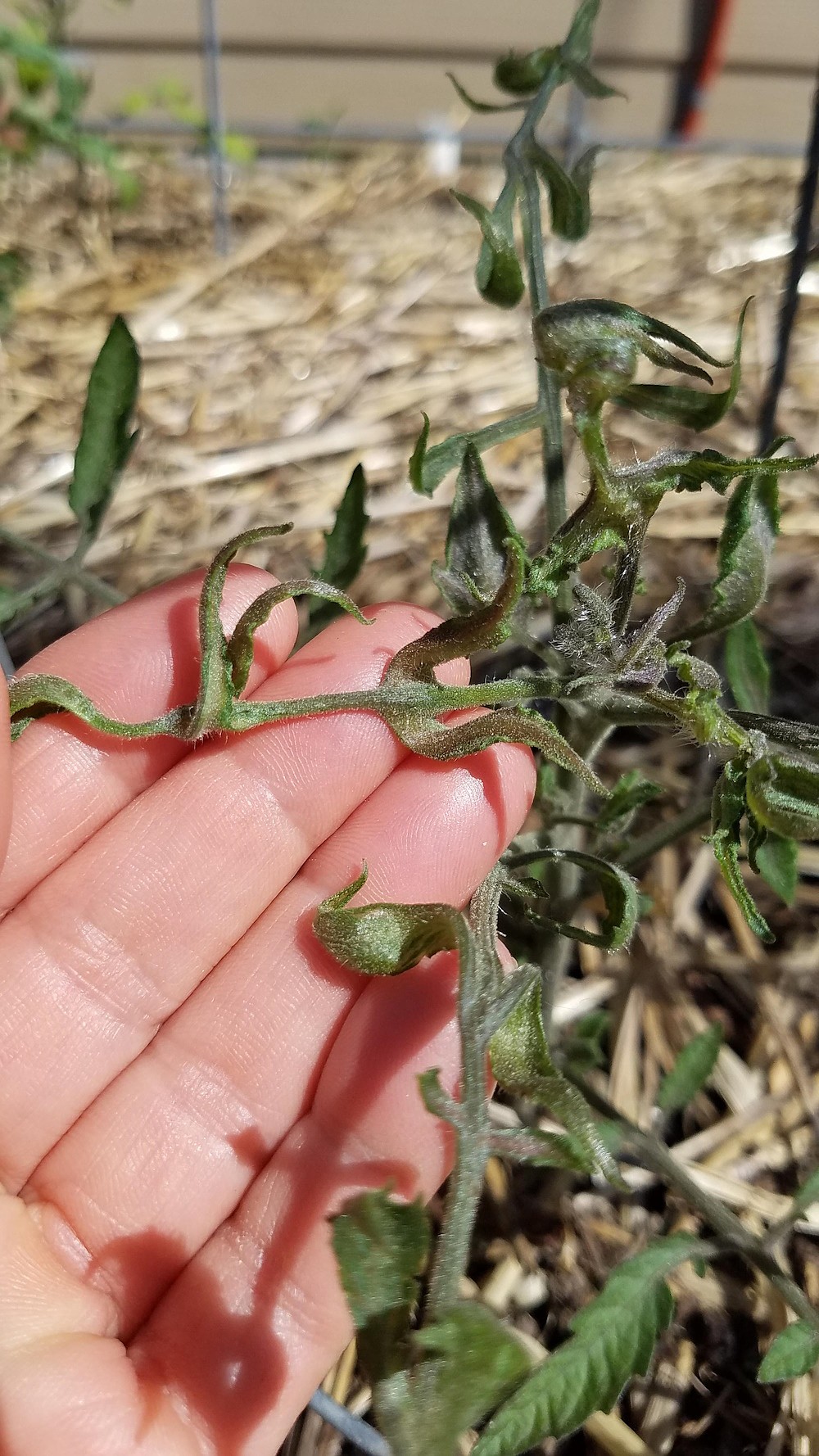 None of the new Roundup products are recommended for use around vegetable or edible plants. Severe damage can occur to plants.