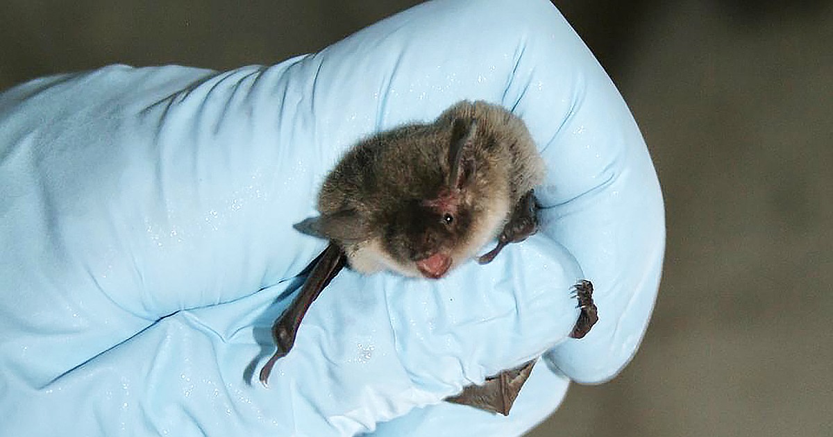 White-nose syndrome confirmed in Idaho bats for first time