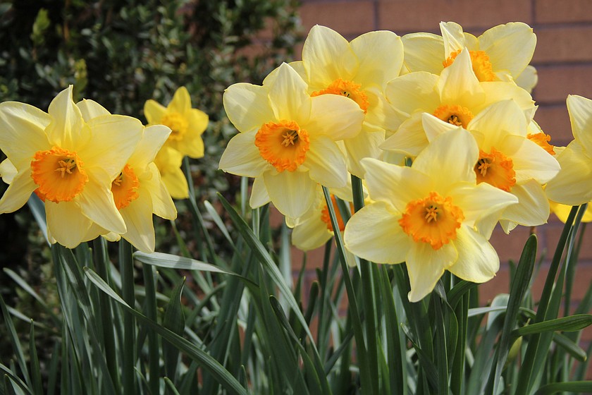 Daffodils have taken the last week’s warmer temperatures and opted to go into full bloom in much of the Columbia Basin. Weather this week will continue to be in the 50s and 60s through most of the week.