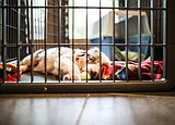 PET TALK Mind over metal: Staying wary of metal-related toxicities